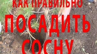 КАК ПЕРЕСАДИТЬ СОСНУ ЧТОБЫ ОНА ПРИНЯЛАСЬ. Посадка сосны.