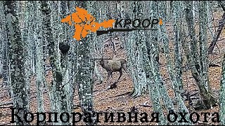 Загонная охота на оленя, кабана, косулю. Красивый выстрел, добыча благородного оленя