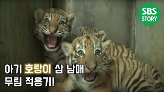 아기 호랑이 삼 남매 적응기! @TV동물농장 130818
