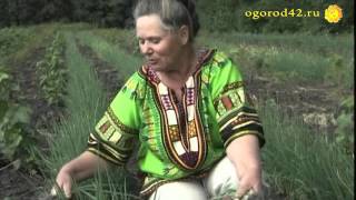 Вместо батуна: лук  параде