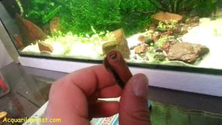 Cannella in acquario - effetti e benefici - tannino acidi umici e oli essenziali