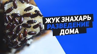 Жук знахарь - лучшая кормовая культура