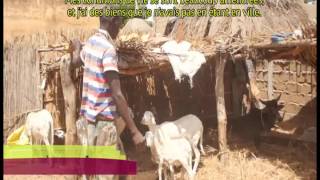 Filiere Maraichère Sénégal Coopération décentralisée Région Occitanie (version longue)