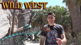 Smurf Lizards & Sand Swimming Snakes. Funny Nature & Fun Travel. 4K