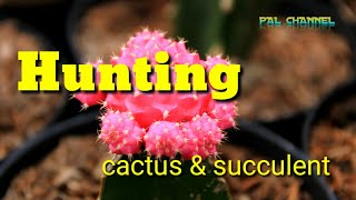 Hunting cactus succulent kampung kaktus lembang