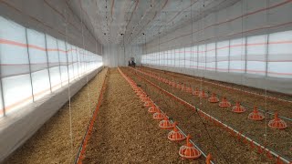Poultry Farming in Africa