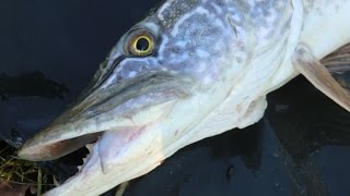 Blog: Raubfische mit dem Köderfisch an der Pose
