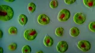 CCRES Haematococcus pluvialis