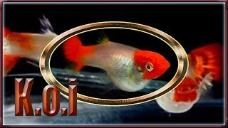 koi guppy