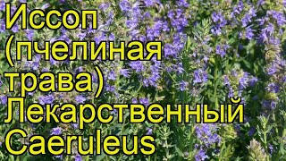 Иссоп лекарственный Кеаралес. Краткий обзор, описание характеристик hyssopus officinalis Caeruleus