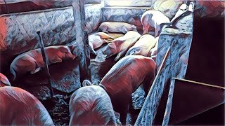 Второй МИЛЛИОН а СВИНЕЙ еще нет)