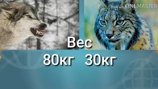 Волк(матерый ) vs Рысь!Битва на смерть !