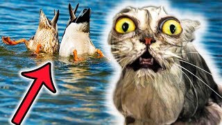 НЕВЕРОЯТНАЯ ДРУЖЕСКАЯ СВЯЗЬ ЖИВОТНЫХ С ЛЮДЬМИ И ДРУГИМИ ЖИВОТНЫМИ // МоМо