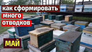 Подготовка к формированию отводков БЫСТРОЕ РАСШИРЕНИЕ ПАСЕКИ отводками