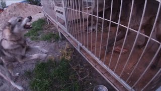 Wolf vs laika , Собака против Волка, северный волк, Канадский волк