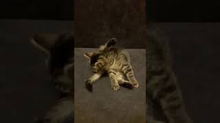 Котенок ищет дом!