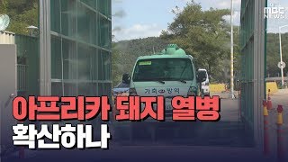 [대구MBC뉴스] 아프리카돼지열병,경북 연관성 '음성 판정'