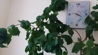 Гибискус из семян. Когда зацветет?