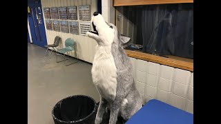 ? Stadium Journey - CJ Sanders Fieldhouse Lakehead Thunderwolves