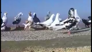 Beautiful pigeons for Syria, Idlib
حمام كش شغل إدلب 
لاتنسى دعمنا بلايك والاشتراك بالقناة تشجيعا لنا