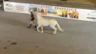 kozan.gr: Θερμό χειροκρότημα στα καλλιστεία αλόγων
