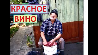 КРАСНОЕ ВИНО из какого винограда будем делать