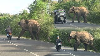 wild elephant chasing vehicles at the Katharagama (Sri lanka)