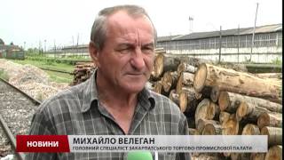 Старосамбірський лісгосп незаконно продає угорцям деревину через фірму-«прокладку», – Москаль
