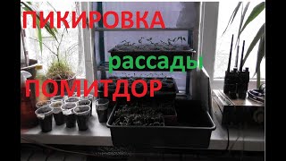 Пересадка рассады помидор. Пикируем томаты
