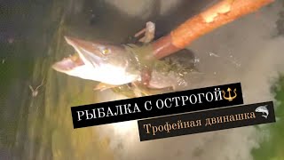 Рыбалка с острогой. Крупная щука и караси. Невышедшее декабрь