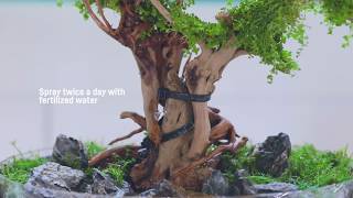 Wabi Kusa do it easily - How to use your aquatic plants in a different way