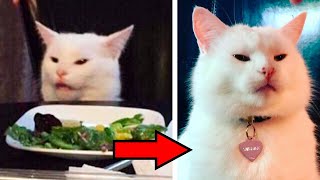 Коты-мемы в реальности