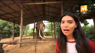 Go! หมู่บ้านช้างศูนย์คชศึกษา จ.สุรินทร์ | 16 พ.ย.58 | EP.34 [2/2] M Channel