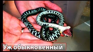 Змея притворяется мёртвой. Snake pretending to be dead