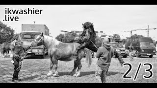 Dekking Comtois & Percheron trekpaarden - ikwashier.live in Gent - 2/3 - Chevaux de trait français