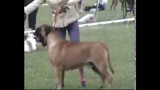 питомник бульмастифов Запорожье www.mastiff-dog.com