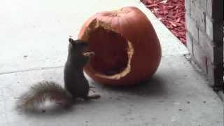 Halloween: Squirrel eating a pumpkin on the patio in Denver, CO.