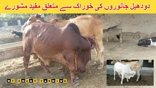 94 | Milking Animals Feed Ideas | دودھیل جانوروں کی خوراک سے متعلق مفید مشورے  |