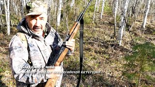 Западно-сибирская лайка. Часть 1. Охота на бурого медведя в ХМАО-Югре.