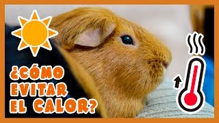 ?️ TIPS / CONSEJOS PARA EVITAR EL CALOR EN COBAYAS ?☀ + PRIMEROS AUXILIOS GOLPE DE CALOR