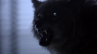 Black Wolf Secret Life   animal planet 2016   Nature documentary   Discovery channel documentaries