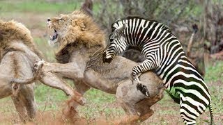 Лев Vs Зебра, Лев атакуют Зебра, Лев мира животных, Буффало, Льва, Собака, Медведя