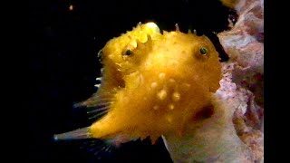 ナメダンゴ　Namedanngo　Eumicrotremus taranetzi