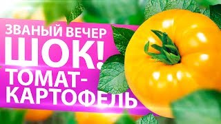 ЯРКИЙ, ВКУСНЫЙ, ШТАМБОВЫЙ. ТОМАТ ЗВАНЫЙ ВЕЧЕР