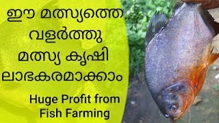 Earn More Profit From Fish Farming | Redbelly Nutter Fish Farming | Huge profit from fish farming