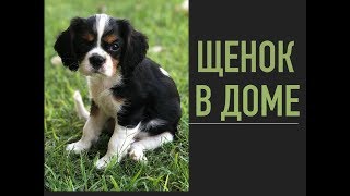 Кавалер Кинг Чарльз Спаниель , Первый месяц с нами , Флафи и щенок