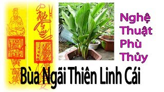 Bùa   Ngãi   Thiên Linh Cái và Nghệ Thuật Phù Thủy- Đoàn Vũ Thanh Hoàng