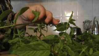 How-To Freeze MENTHA ♦ Как хранить мяту. Как заморозить мяту