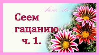 Посадка гацании на рассаду .ч .1 .