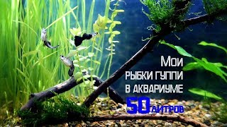 Дрессирую самку гуппи! И где лучше купить аквариумные растения